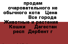 продам очаровательного не обычного кота › Цена ­ 7 000 000 - Все города Животные и растения » Кошки   . Дагестан респ.,Дербент г.